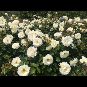 Meet your Posher, Karine